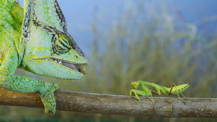 Close up of Veiled chameleon hunts on praying mantis. Veiled chameleon, Cone-head chameleon or Yemen chameleonn (Chamaeleo calyptratus)   © Andriy Nekrasov