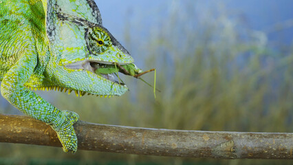 Close up of Veiled chameleon eats a praying mantis. Veiled chameleon, Cone-head chameleon or Yemen chameleon (Chamaeleo calyptratus)  