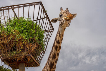 Głowa żyrafy przy paśniku dla wysokich zwierząt.  - obrazy, fototapety, plakaty