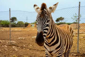 Fotobehang Zebra zbliżenie, portret, zwierzę stoi i patrzy w kamerę.  © Aneta