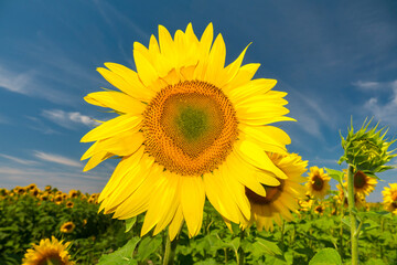 Big yellow sunflower head.