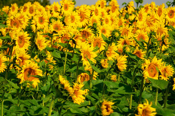 Sunny sunflower field.