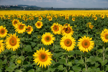 Blooming sunflowers in the field