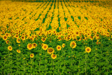 Rows of beautiful blooming sunflowers.