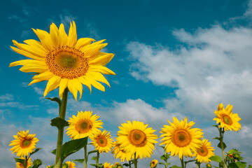 Vibrant sunflowers against the deep blue sky.