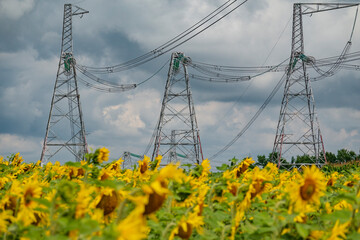 Power line pylons on the blooming sunflower field.