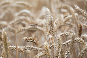 Fototapeta premium Wheat spikes