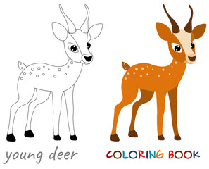 Vector illustration of a young deer on a white background.