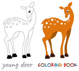 Vector illustration of a fawn on a white background.