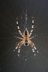 A spider with cross on the back sitting in its web