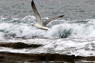 Fototapeta na wymiar Seagulls in the sky over the sea.