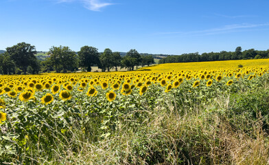 Fototapeta na wymiar a crop of beautiful Sunflowers (Helianthus) glow golden in the afternoon sun
