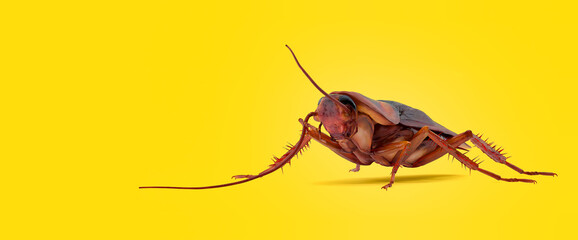 3d illustration of Cockroach on color background HD - obrazy, fototapety, plakaty