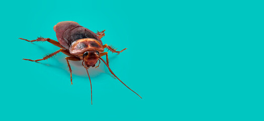 3d illustration of Cockroach on color background HD - obrazy, fototapety, plakaty