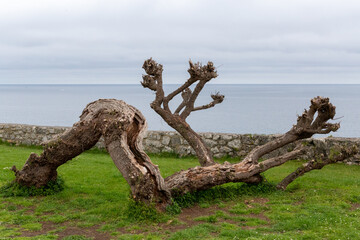 tree bent by the wind by the sea