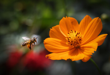 Flying honey bee collecting pollen from flower. This photo was taken from Bangladesh.