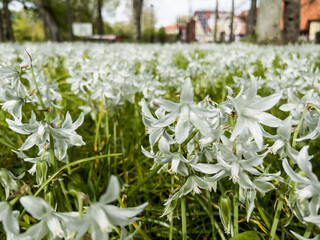 Drooping Star of Bethlehem, beautiful white flowers in the park at Castle in Krokowa in Pomerania, Poland