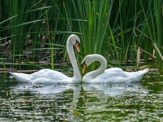 A married pair of swans swims on the lake