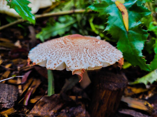 mushrooms in the forest