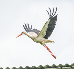 The stork bird flies through the sky