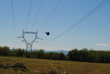 Pylône éclectique