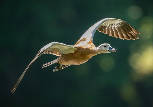 The ogar bird flies against the background of trees