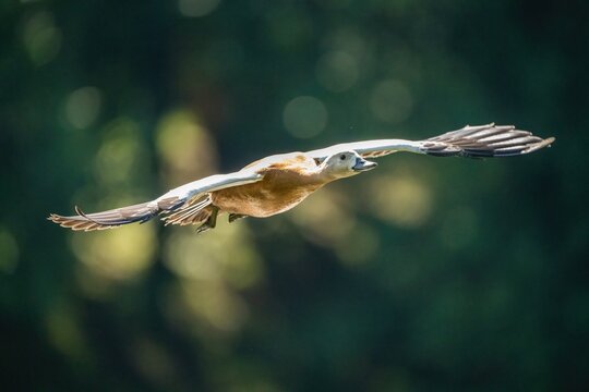 The ogar bird flies against the background of trees