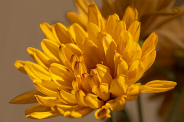 Fototapeta premium yellow flower