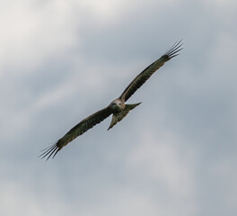 A large bird of prey flies through the sky