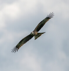 A large bird of prey flies through the sky