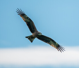 A large bird of prey flies through the sky