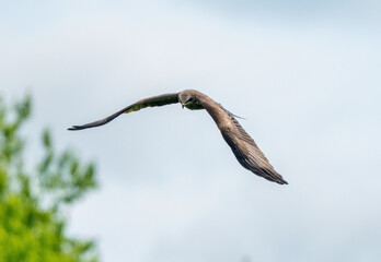 A large bird of prey flies through the sky
