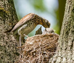 Thrush bird feeding its chicks
