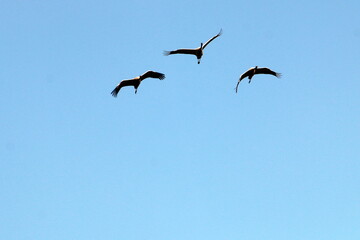 Cranes are flying high in the sky.