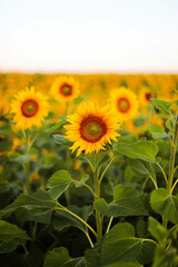 Beautiful bright sunflowers on an agricultural field at dawn. Growing natural farm products.