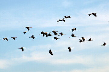 Cranes are flying high in the sky.