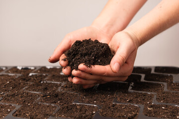 A handful of soil in women's hands over a seedling tray.