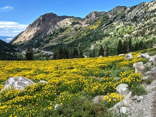 The hills are alive.