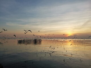 Fototapeta na wymiar sunset and seagulls over the sea