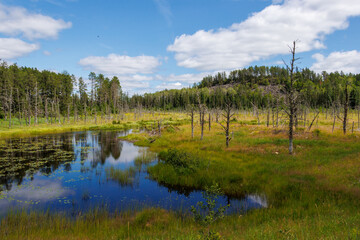lake in the forest