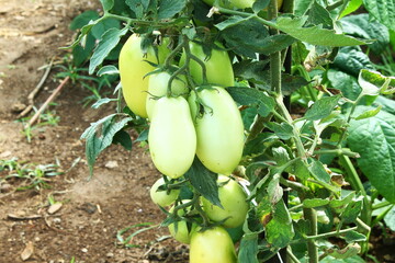 fresh organic young unripe tomato vegetable on tomato plant growing in garden or field