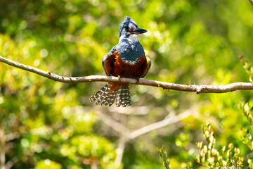 Ringed Kingfischer (Martin Pescador) Latin Name: Megaceryle torquata. Rio Maullin. Chile