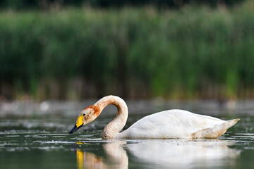 whooper swan © Jacek