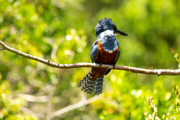 Ringed Kingfischer (Martin Pescador) Latin Name: Megaceryle torquata. Rio Maullin. Chile