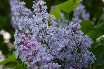 A blooming branch of lilac. Spring floor. Beauty is in nature.