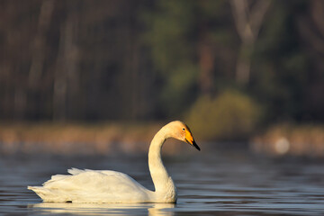 whooper swan © Jacek