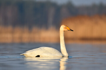 whooper swan © Jacek