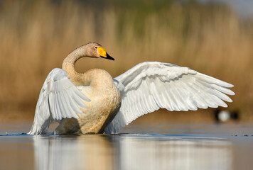 whooper swan © Jacek