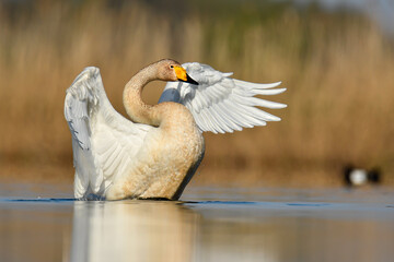 whooper swan © Jacek
