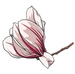 Branch of magnolia flowers on white background, vector illustration